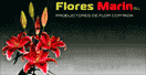 Florister�as Caravaca de la Cruz : Flores Marin