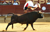 Por segunda vez en la historia Cehegín volverá a acoger el exitoso concurso de recortadores con toros