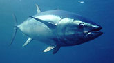 Agricultura confirma la ausencia de virus en la carnada usada en la alimentación del atún rojo