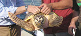 Liberan en su hábitat tres tortugas bobas tratadas en el Centro de Recuperación de la Fauna Silvestre de El Valle