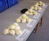 Agricultura prevé que el cultivo de coliflor en la Región aumentará con la aparición de nuevas variedades