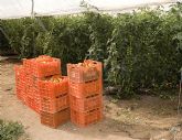 Curso gratuito especializado sobre el cultivo del tomate