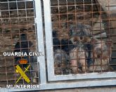La Guardia Civil desmantela un criadero clandestino de perros Yorkshire Terrier