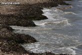 La concejalía de Medio Ambiente llevará su campaña sobre los arenales y la posidonia a las playas de La Manga durante el mes de agosto