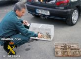 El SEPRONA de la Guardia Civil decomisa 75 aves fringílidas capturadas furtivamente