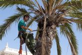 Más de 397 ejemplares de palmeras puestas a punto