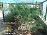 La Guardia Civil desmantela un nuevo punto de venta y distribución de marihuana en Calasparra