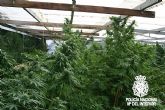 Desmantelada una plantación de Marihuana en Molina de Segura