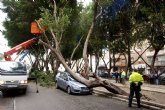 El viento tumba dos ficus en la Avenida de América en Cartagena