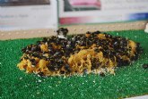 El ayuntamiento de Totana apoyará la creación de un museo de las abejas