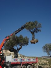 Replantan varias oliveras desde el vivero municipal del Arreaque hasta la localidad