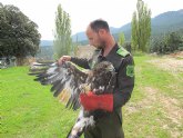 Agricultura libera un águila real en la sierra de Moratalla, tras ser atendida en el Centro de Recuperación ‘El Valle’