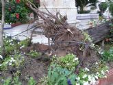 Un tornado tumba cinco árboles en Santa Lucía