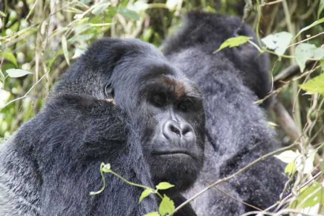 La ONG Anike Voluntarios entrega en el Congo 170 kilos de ropa para bebs - 5
