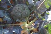 ASAJA Murcia respalda la tesis doctoral realizada por el CEBAS sobre las propiedades saludables del brócoli