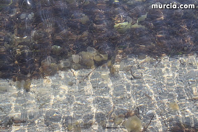 La Consejera de Agricultura y Agua pone en marcha el dispositivo de extraccin de medusas en el Mar Menor - 13