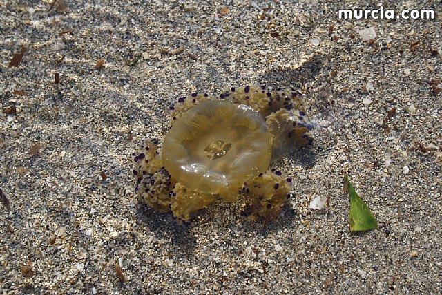 La Consejera de Agricultura y Agua pone en marcha el dispositivo de extraccin de medusas en el Mar Menor - 14