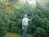 Desmantelada una importante plantación de marihuana en Ulea