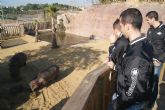 ElPozo Murcia Fútbol Sala apadrina a la cría de hipopótamo de Terra Natura Murcia