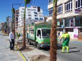 El Ayuntamiento de Águilas planta una veintena de palmeras en el Paseo Marítimo de Levante