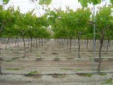 Agricultura evalúa con productores de uva de mesa de Cieza una reducción de entre el 15 y el 25 por ciento del riego y abonado
