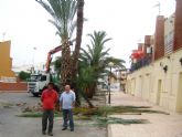 El ayuntamiento examina 250 palmeras datileras para luchar contra el picudo rojo