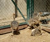 Terra Natura Murcia celebra el nacimiento en cautividad de tres avestruces en sus instalaciones