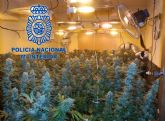 La Policía desmantela una plantación de marihuana ubicada en una vivienda de Molina de Segura