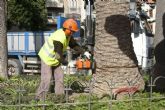 Infraestructuras procede a la tala de 67 palmeras afectadas por el picudo rojo