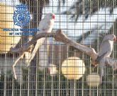 La Policía Nacional desmantela un grupo dedicado al robo de pájaros tropicales