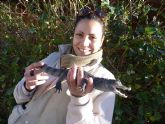 Un particular entrega un caimán a los expertos de Terra Natura Murcia para su cuidado