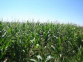 Agricultura evaluará la rentabilidad del cultivo de maíz dulce en el Campo de Cartagena