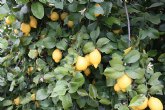 Agricultura destaca la creciente tendencia a la exportación de las producciones murcianas de limón