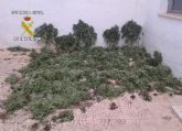 La Guardia Civil desmantela dos invernaderos clandestinos de marihuana con más de 300 plantas