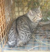 La Comunidad libera un gato montés en Mula tras permanecer en el Centro de Recuperación de Fauna Silvestre