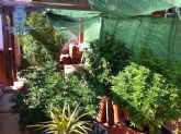 La Policía Nacional desmantela tres plantaciones de marihuana, en domicilios de Murcia capital y en las pedanías de Guadalupe y Puente Tocinos