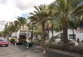 Quitan las ramas bajas y los dátiles de las palmeras de la calle Real para evitar molestias