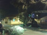 Bomberos retiran una rama caída en la carretera de El Albujón
