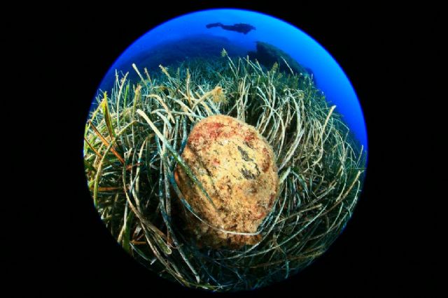 El Open Internacional de Fotografa Submarina finaliza con bellas instantneas de los fondos marinos de la Baha de Mazarrn - 2