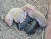 Terra Natura Murcia celebra el nacimiento de tres crías albinas de cerdo vietnamita