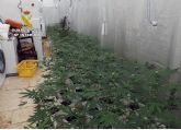 La Guardia Civil desmantela un invernadero de marihuana con medio millar de plantas en Jumilla