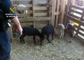 25 corderos recuperados de los 30 sustraídos en una explotación ganadera de Ramonete-Lorca