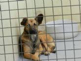 La Protectora 4 Patas Jumilla organiza consultas gratuitas de educación canina en el municipio