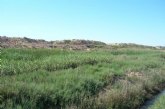 Más de 1.000 plantas restauran el paisaje protegido de Saladares del Guadalentín