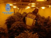 La Policía Nacional desmantela un cultivo de marihuana en un chalet de El Fenazar