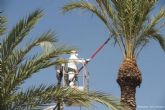 Jardines consigue reducir la muerte de palmeras afectadas por el picudo rojo