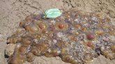 SPCT denuncia que una invasión de medusas impide el baño en Los Nietos