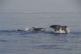 ANSE estudia el uso de las granjas de acuicultura por los delfines mulares