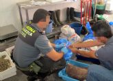 La Guardia Civil decomisa 178 kilos de pescado procedente de capturas furtivas