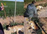 La Guardia Civil imputa a dos personas por quitarle la vida a dos perros en San Javier y Blanca